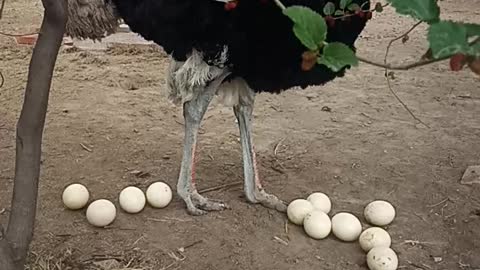 Ostrich Eggs