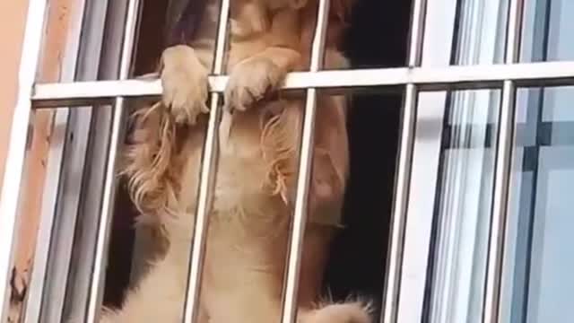 DOG FELL SAD THAT HE IS IN PRISION OH NOOO