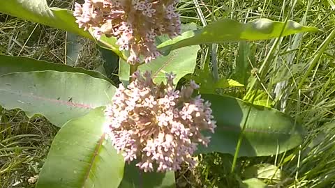 Milkweed