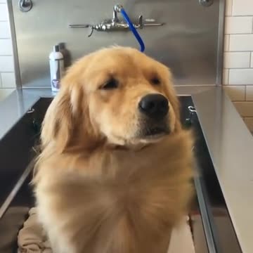 Fabuloso Golden Retriever hace alarde del pelo en su pecho