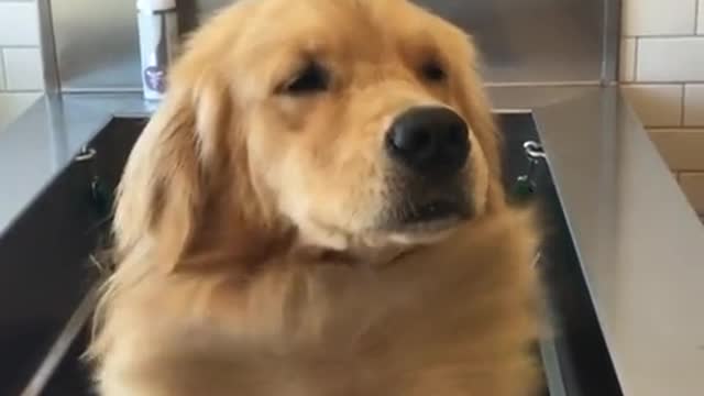 Fabuloso Golden Retriever hace alarde del pelo en su pecho