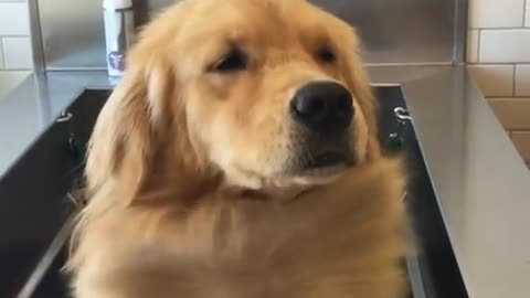 Fabuloso Golden Retriever hace alarde del pelo en su pecho