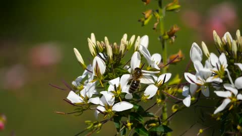 Healthy nature