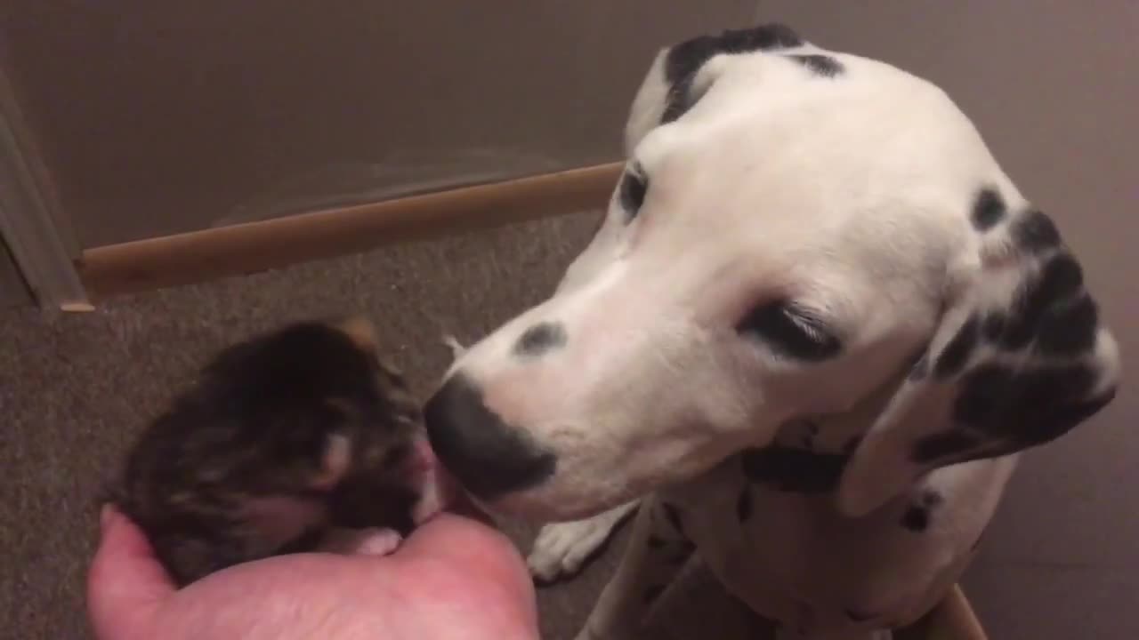 Dalmatian puppy meets newborn foster kitten