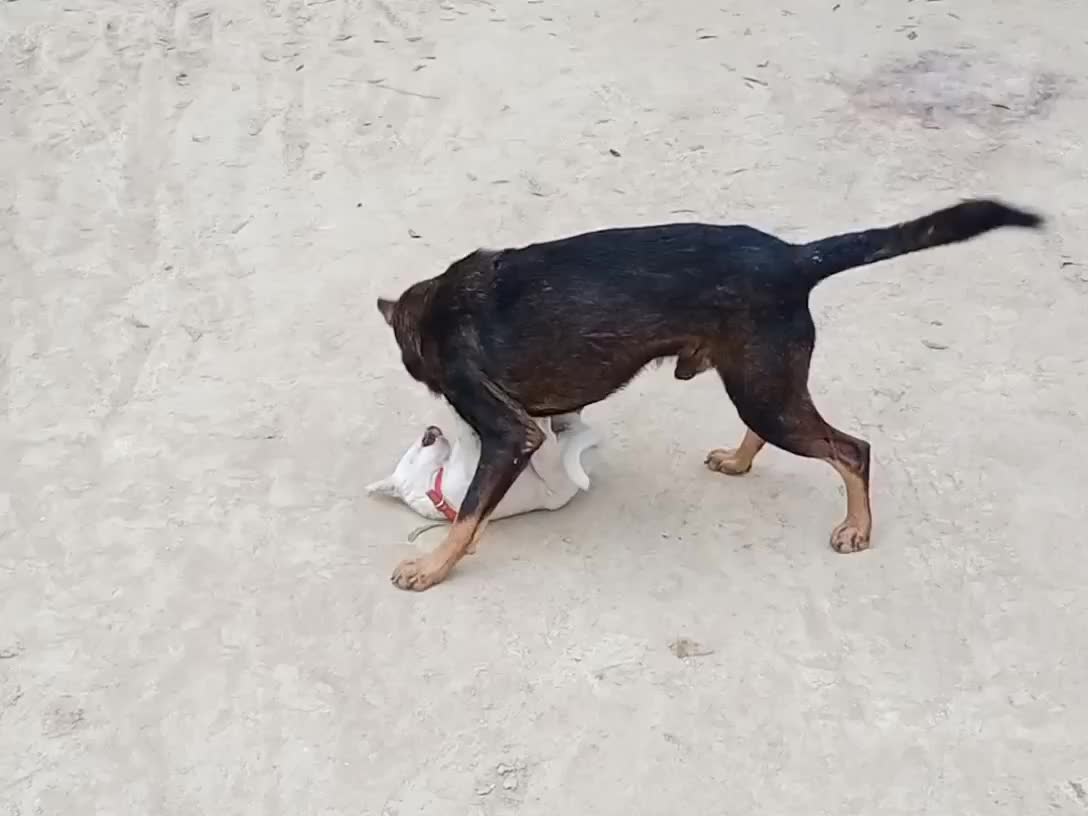 Cute dogs fighting 🦮😀| compitition in dogs