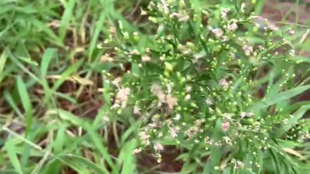 A flower in the grass