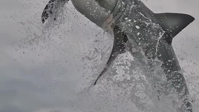 Amazing Shark Attack