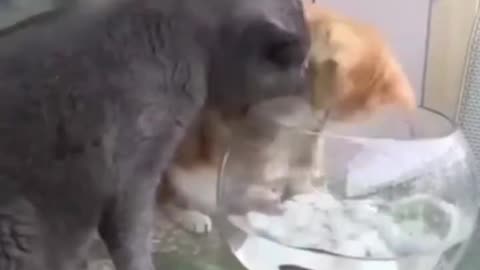 Funny and Cute Cats Videos #181