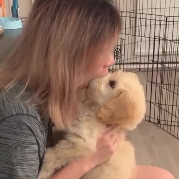 Foster kittens prance around like electrocuted crabs pummpy