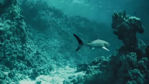 Top Documentary - Ancient Sea Creatures