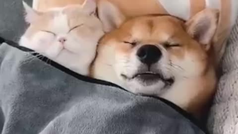 New funny animals videos for kids 😂😂