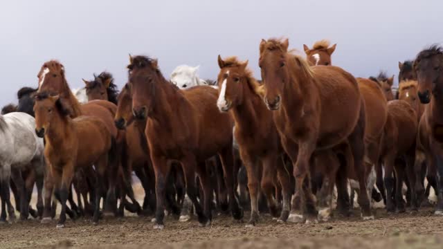 cavalli in gruppo nella loro abitat