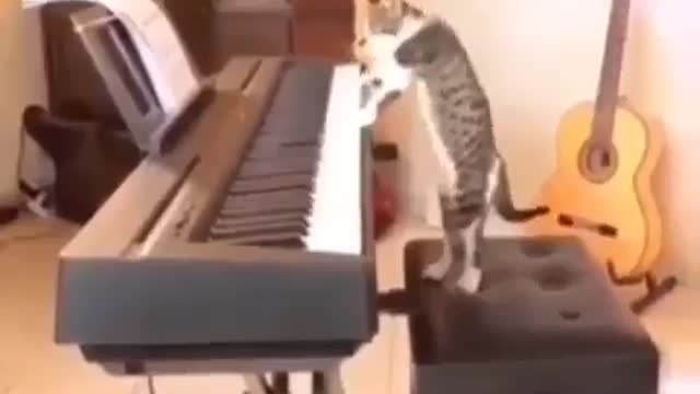 The Musical Cat 😂 best version 😍