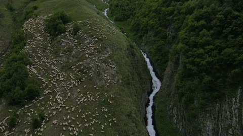 Nature in 4k🔥💦🔥 animals