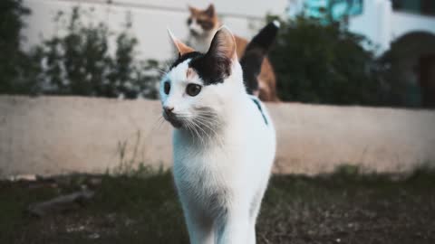 Cat video