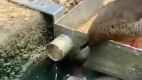 The Duck Feeding Fishes 🐠🦆