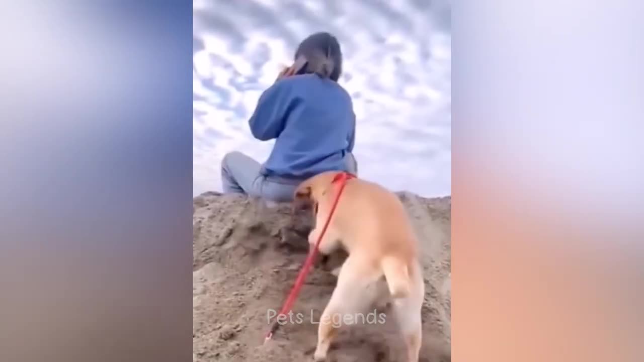 Funny animal video.....