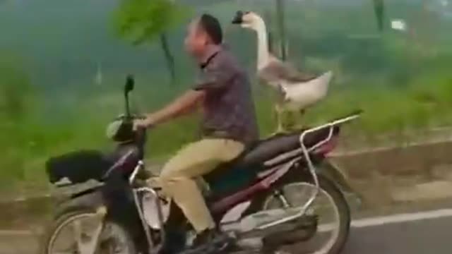 Sly Goose