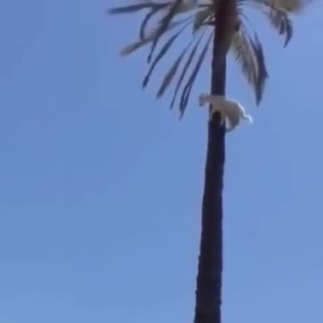 He just wanted to sit on a palm 🌴