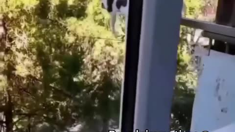 Funniest cats🐱In The World😂 Funny and Fails Pets Video #shorts #54 #cats #funny #animals 