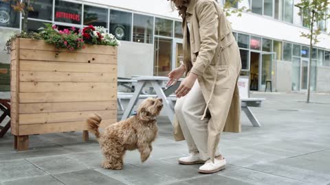 CUTE AND FUNNY DOG REALLY AWESOME