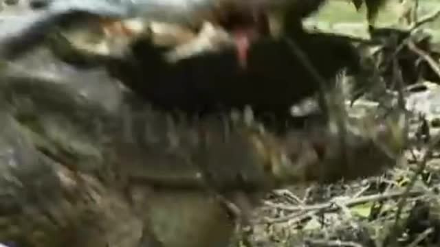 OMG!! Crocodile DESTROYS Turtle shell