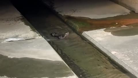 Otter chasing fish in Kembangan drainage in Singap_batch