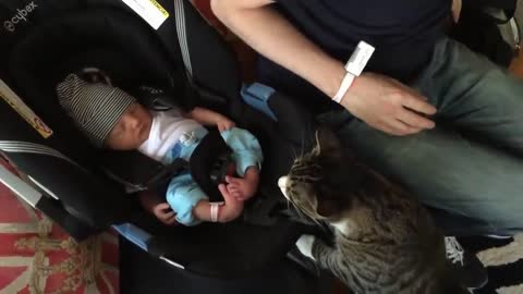 cat meeting baby for the first time**
