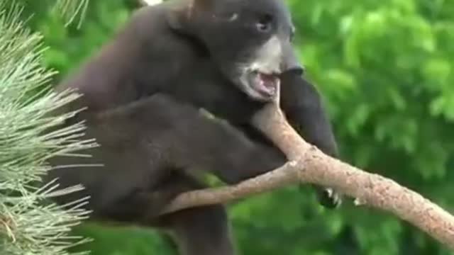 Watch Those Amazing Animals! You Have Not Seen Something Like This Before!