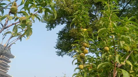 The peach tree is full of peaches