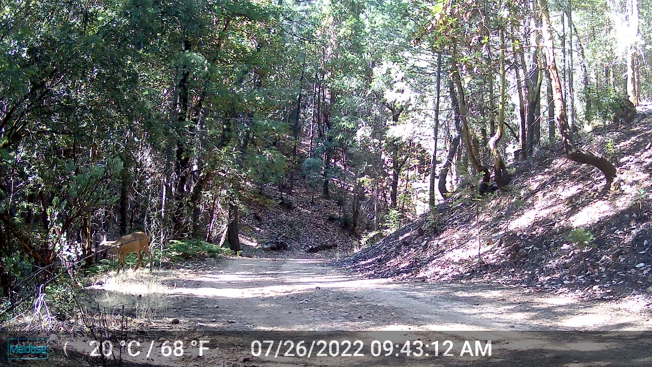 Lone Buck