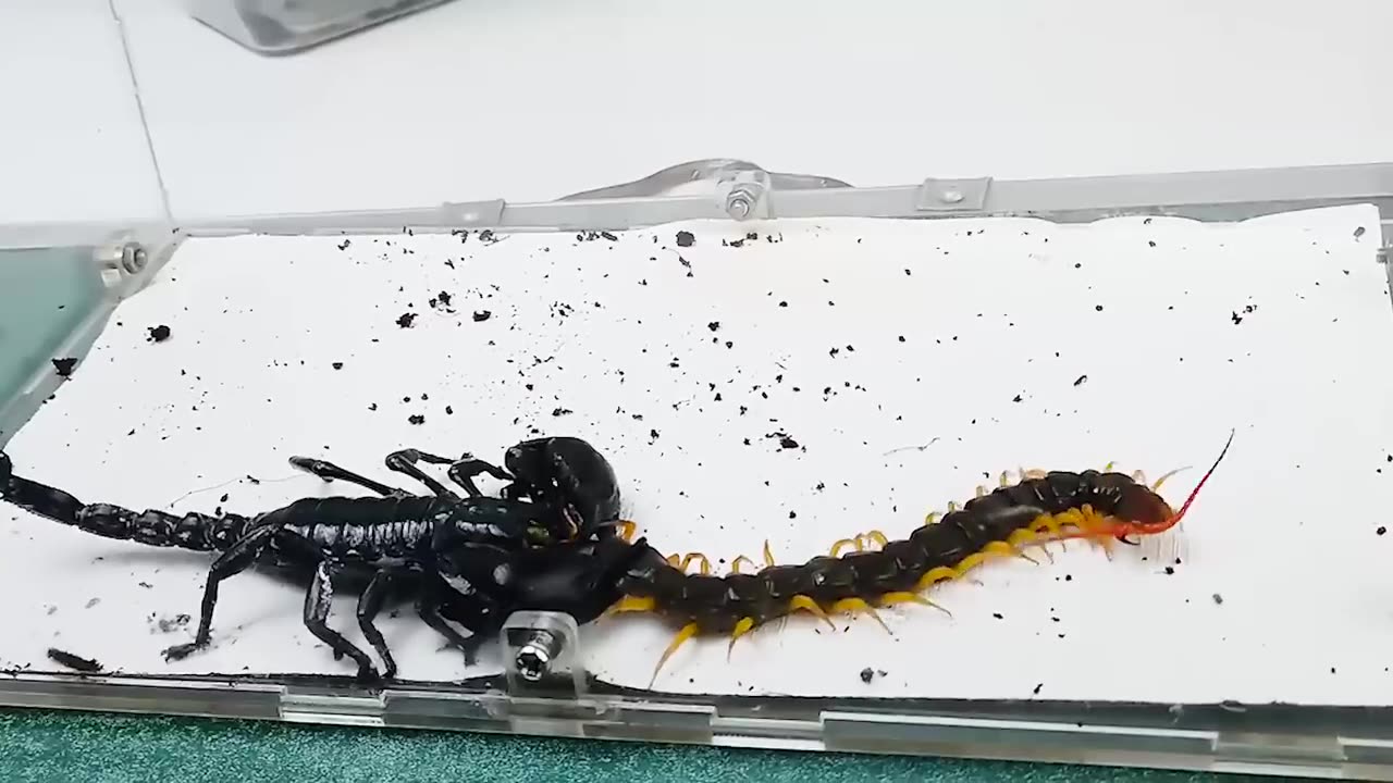 Scorpion vs cantepide. The ending is unexpected