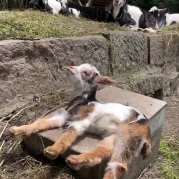 Baby goat morning stretches