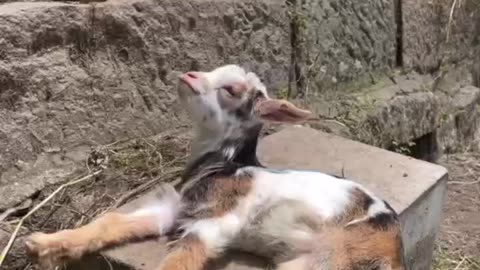 Baby goat morning stretches