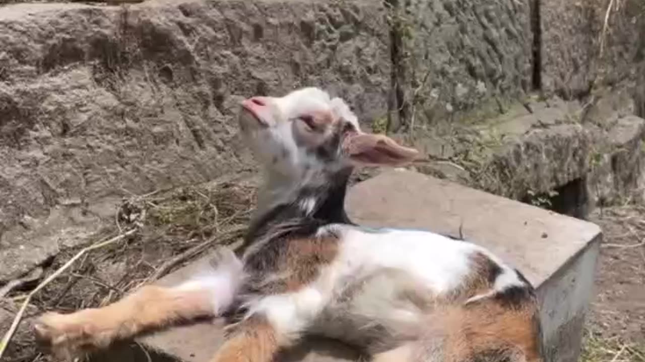 Baby goat morning stretches