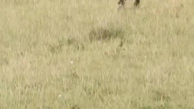 Cheetah vs leopard