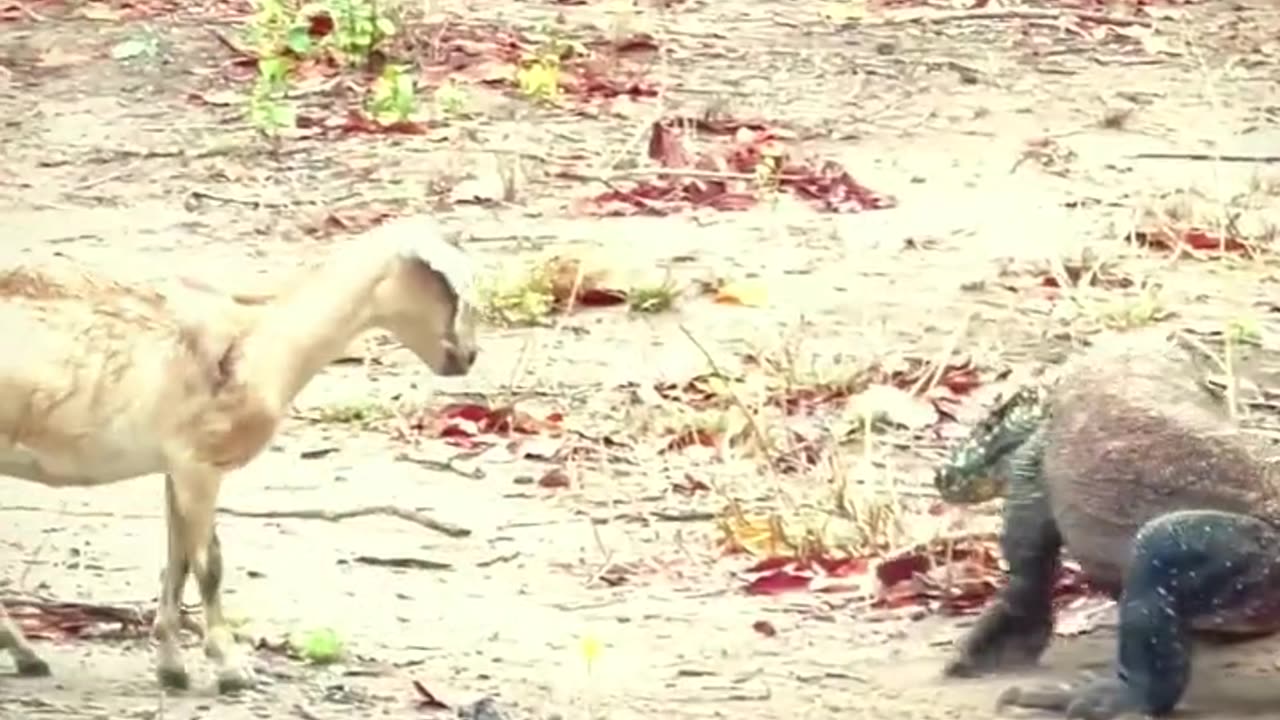 How Komodo dragon use their tails to paralyze