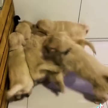 Best game with my Dog viral tiktok video