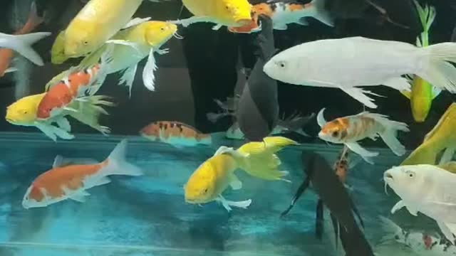 fish of various colors