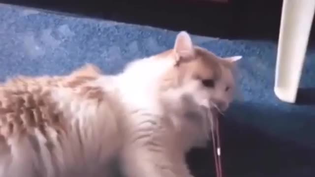 rubber band cat