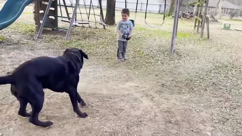 Funny animals video 2023