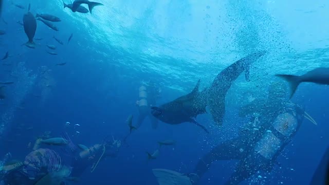 Scuba divers receive surprise visit from massive whale shark