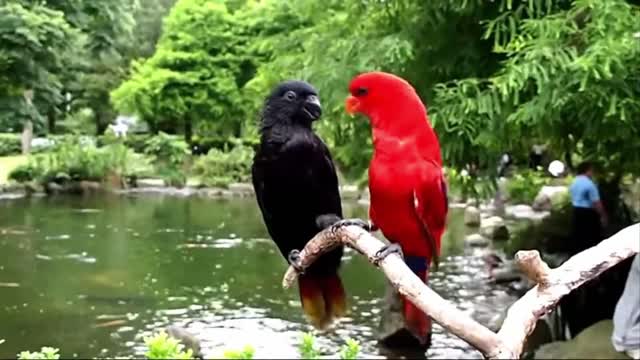 Amazing Two beautiful lover birds teasing each other
