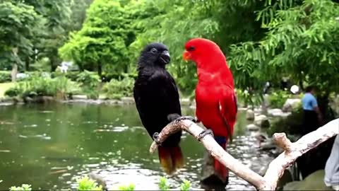 Amazing Two beautiful lover birds teasing each other