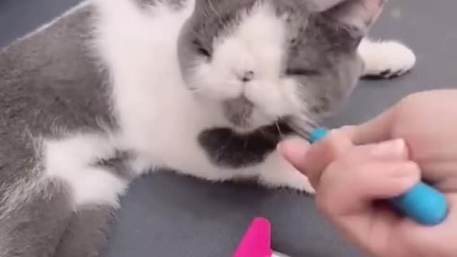 Kitty massage