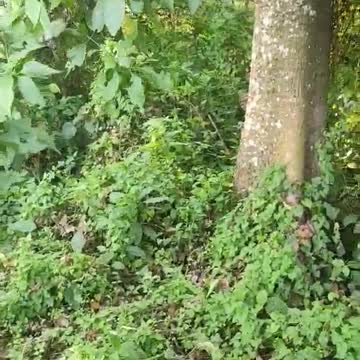 Counter attack with bengal tiger.😱🥵😱