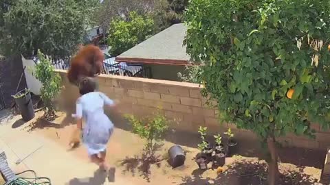 Teenage girl pushes Grizzly bear off to save her dogs at home