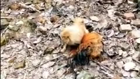 Watch amazing Chicken VS Dog fight REALLY FUNNY