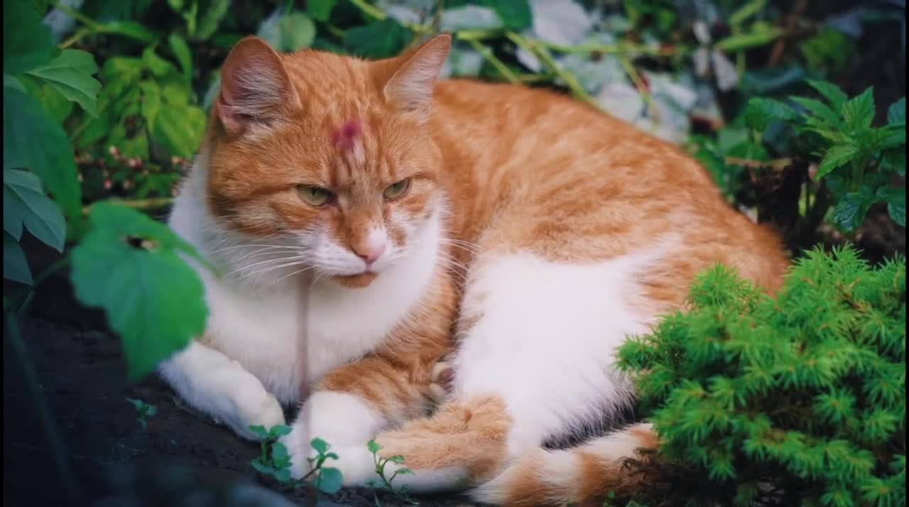 The Most Beautiful Cats In The World/Cutest Cats Latest Nature Video