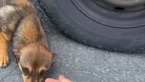 Woman saves a little dog from a village